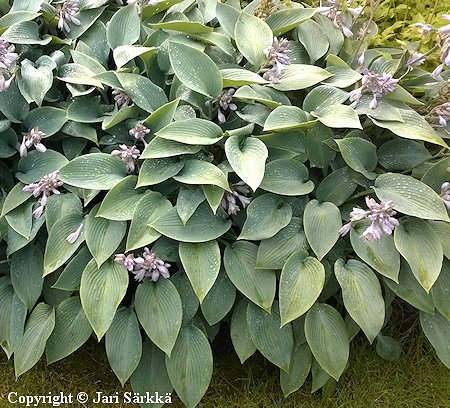  Hosta Tardiana-Ryhm 'Halcyon'